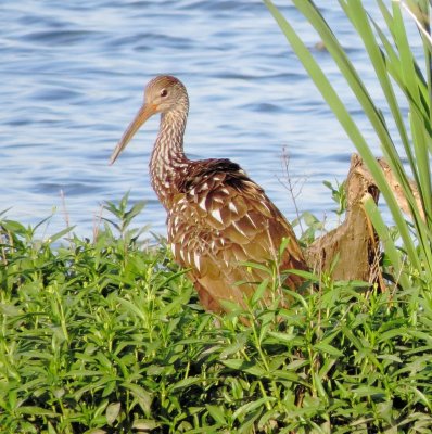 Limpkin