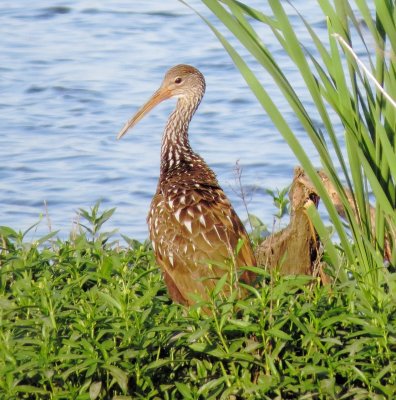 Limpkin