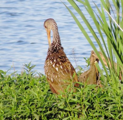 Limpkin
