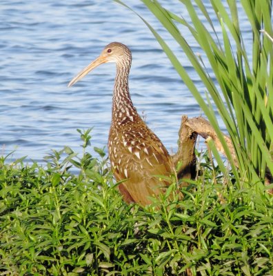 Limpkin