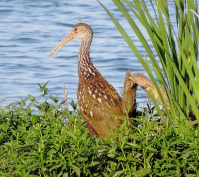 Limpkin