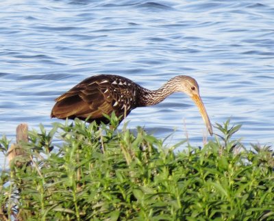 Limpkin