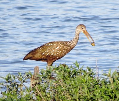 Limpkin