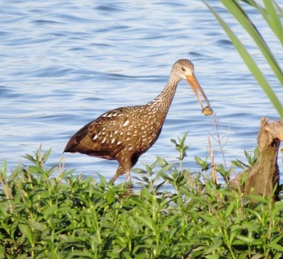 Limpkin