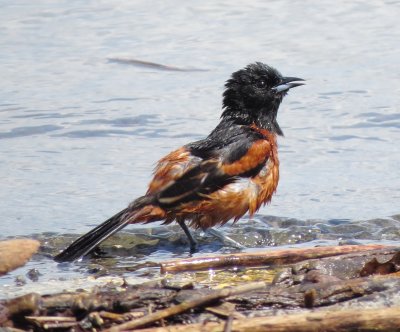 Orchard Oriole