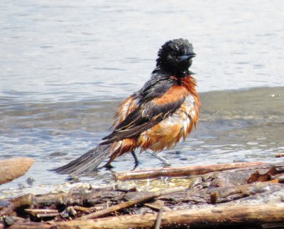 Orchard Oriole