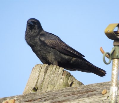 Fish Crow