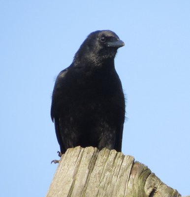 Fish Crow