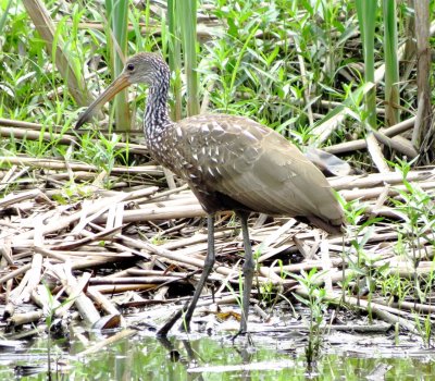 Limpkin