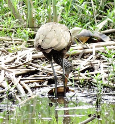 Limpkin