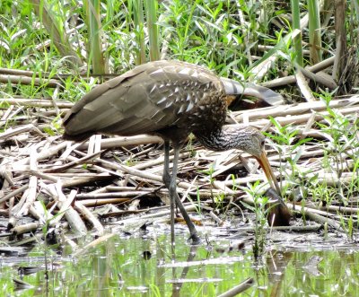 Limpkin