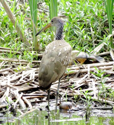 Limpkin