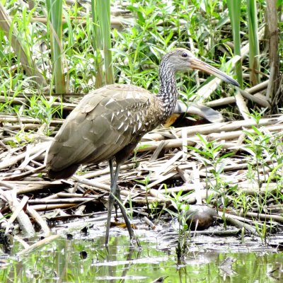 Limpkin
