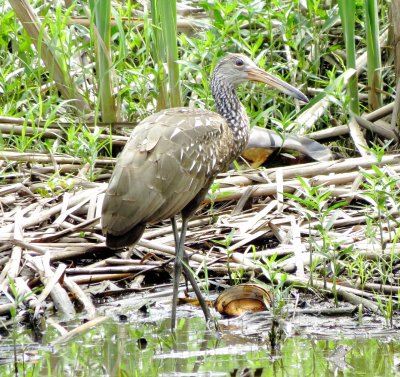 Limpkin