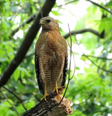 Red-Shouldered Hawk