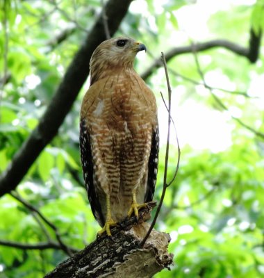 Red-Shouldered Hawk