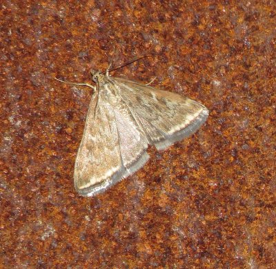 Crambid Snout Moth Species