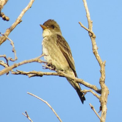 Olive-Sided Flycatcher