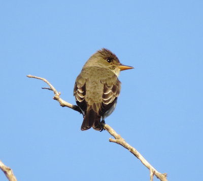 Olive-Sided Flycatcher