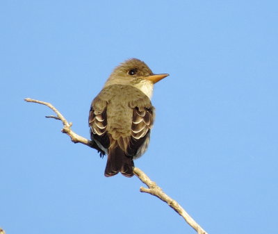 Olive-Sided Flycatcher