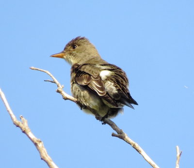 Olive-Sided Flycatcher