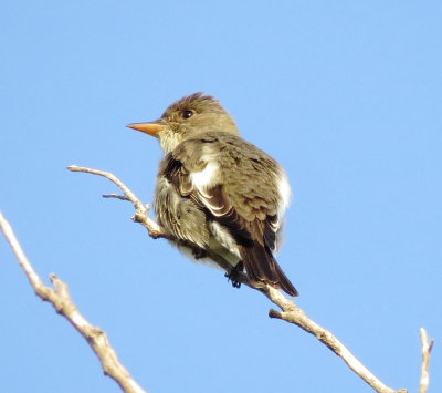 Olive-Sided Flycatcher