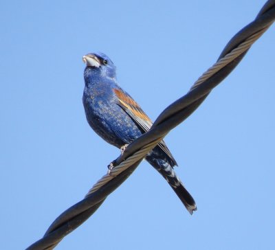 Blue Grosbeak