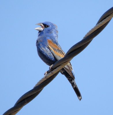 Blue Grosbeak