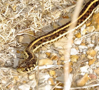 Plains Garter Snake