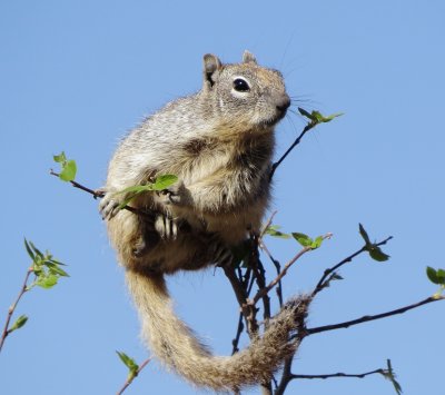 Rock Squirrel