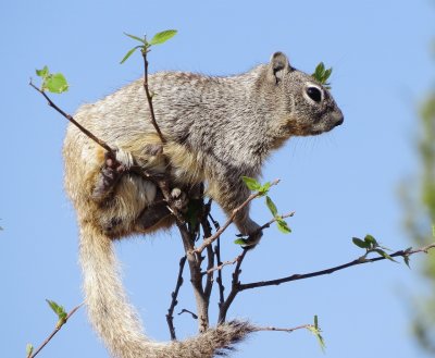 Rock Squirrel
