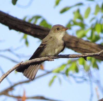 Western Wood Pewee
