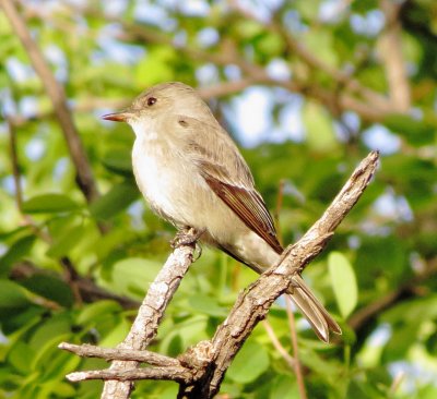 Western Wood Pewee