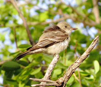 Western Wood Pewee
