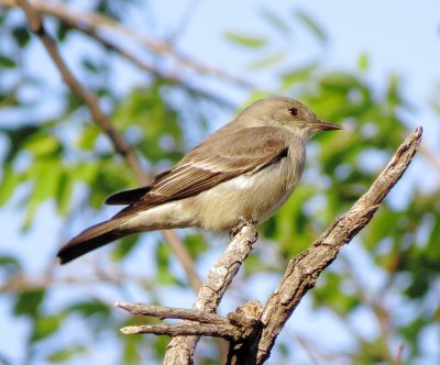 Western Wood Pewee