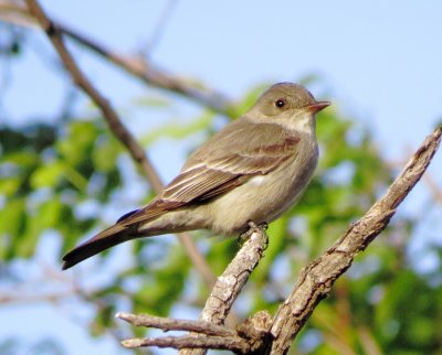 Western Wood Pewee