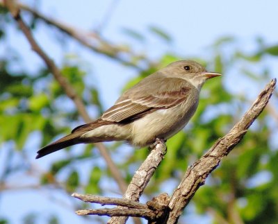 Western Wood Pewee