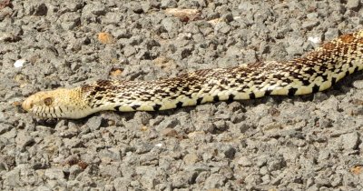Bullsnake