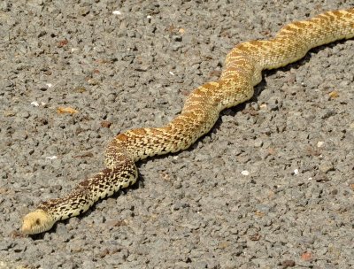 Bullsnake