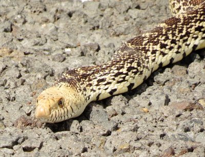 Bullsnake