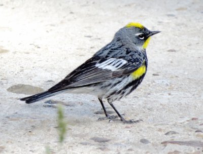 Audubon's Warbler