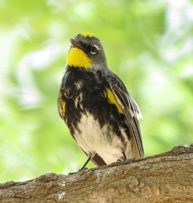 Audubon's Warbler