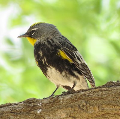 Audubon's Warbler