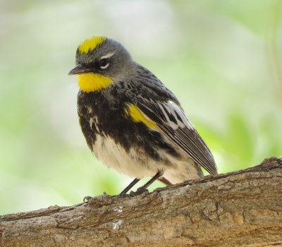 Audubon's Warbler