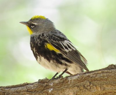 Audubon's Warbler