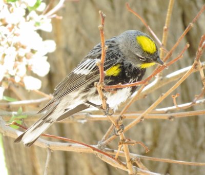 Audubon's Warbler