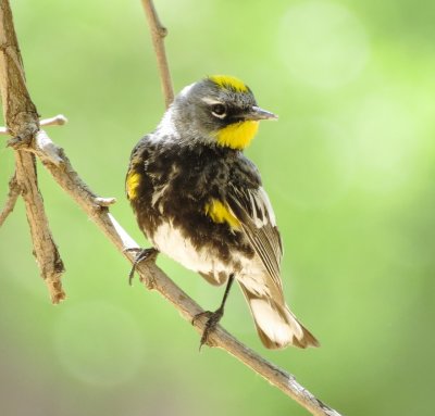 Audubon's Warbler
