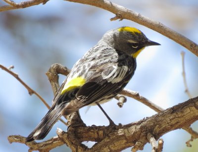 Audubon's Warbler
