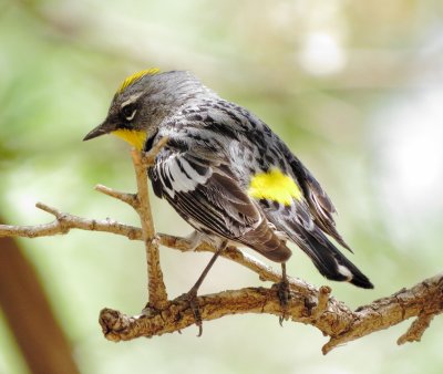 Audubon's Warbler