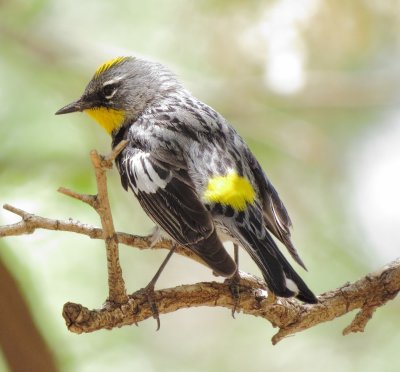 Audubon's Warbler